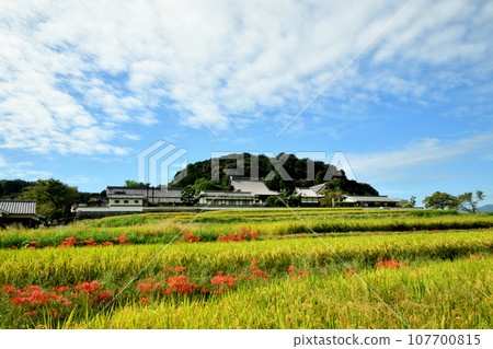 Tachibana Temple in bloom [Asuka Village, Takaichi District, Nara Prefecture] 107700815