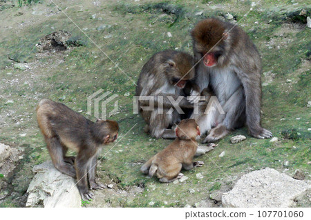 Monkey's family 107701060