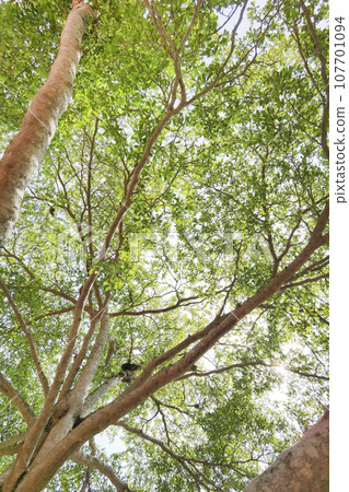 Landscape the big tree  107701094