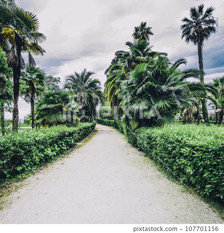 Palms botanical garden 107701156