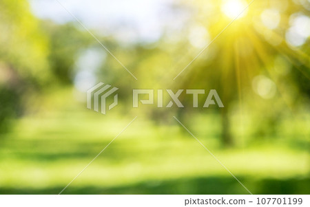 Summer sunrise morning park Summer sunrise morning park 107701199