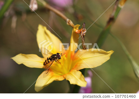Hoverfly and homeria flowers Hoverfly and homeria flowers 107701460
