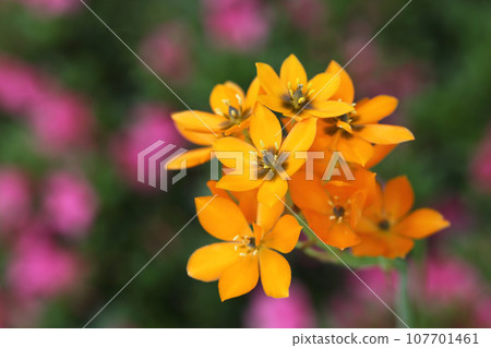 Flower of ornithogalam 107701461