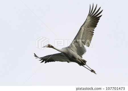 Sarus crane flight 107701473