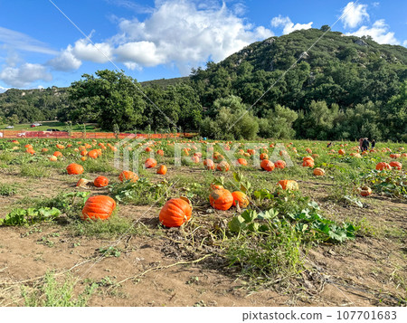 Autumn harvest of orange pumkins at hill side farmers field Autumn harvest of orange pumkins at hill side farmers field 107701683