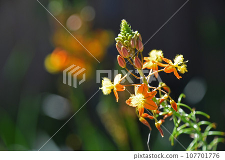 Flower aloe (Burbrine) 107701776
