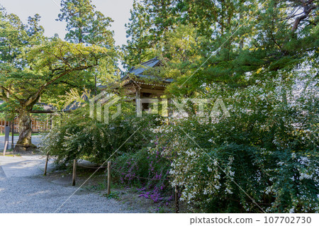 岩手縣【世界遺產】秋天的中尊寺，白三葉草盛開 107702730