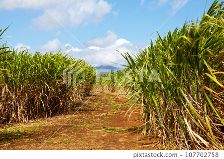 Sugarcane plantation in Sainte-Suzanne de la Reunion 107702758