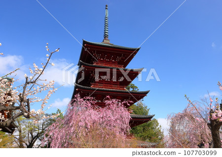 青森縣弘前市土屋町,以櫻花、金剛山最勝院五層塔、紅櫻花等櫻花聞名 青森縣弘前市土屋町,以櫻花、金剛山最勝院五層塔、紅櫻花等櫻花聞名 107703099