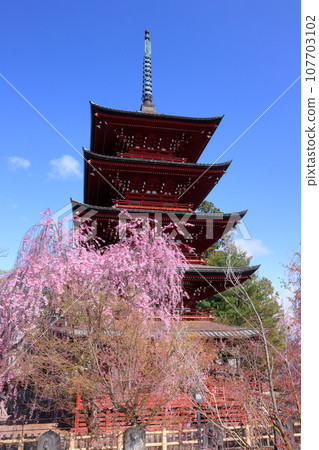 青森縣弘前市土屋町,以櫻花、金剛山最勝院五層塔、紅櫻花等櫻花聞名 青森縣弘前市土屋町,以櫻花、金剛山最勝院五層塔、紅櫻花等櫻花聞名 107703102