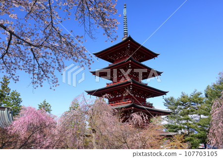 Doya-cho, Hirosaki City, Aomori Prefecture, famous for cherry blossoms, the five-storied pagoda of Mt. Kongo Saisho-in Temple and cherry blossoms such as sockeye cherry blossoms Doya-cho, Hirosaki City, Aomori Prefecture, famous for cherry blossoms, the five-storied pagoda of Mt. Kongo Saisho-in Temple and cherry blossoms such as sockeye cherry blossoms 107703105