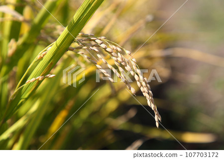 Rice field 107703172