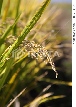 Rice field 107703173