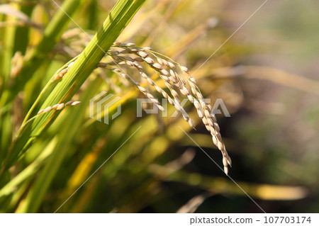 Rice field 107703174
