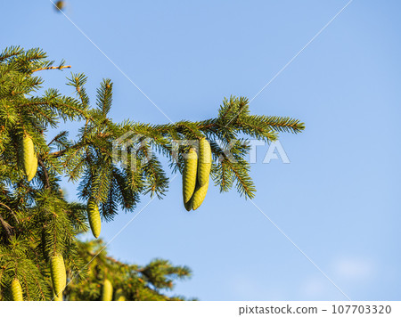 Green spruce branches with needles and cones in autumn. 107703320
