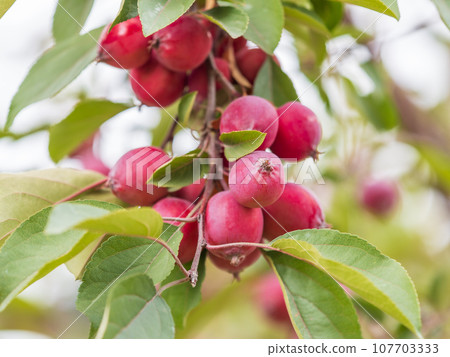 Bright red small wild apples among the yellow leaves in autumn. Bright red small wild apples among the yellow leaves in autumn. 107703333