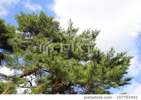 Red pine 107703491