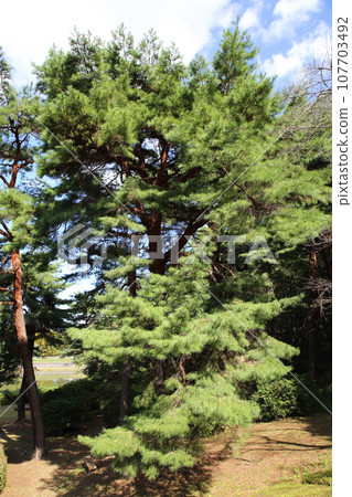 Red pine 107703492