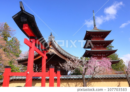 青森縣弘前市立土屋町、弘前八坂神社鳥居外著名賞櫻勝地金剛山最勝院的五層寶塔與垂襪櫻花 青森縣弘前市立土屋町、弘前八坂神社鳥居外著名賞櫻勝地金剛山最勝院的五層寶塔與垂襪櫻花 107703583