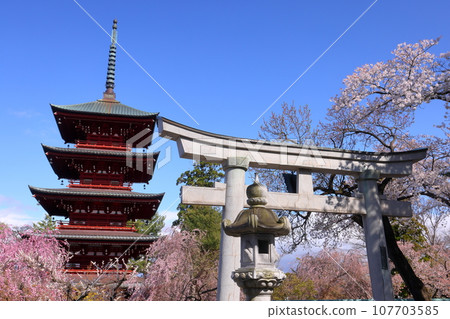 青森縣弘前市立土屋町、弘前八坂神社鳥居外著名賞櫻勝地金剛山最勝院的五層寶塔與垂襪櫻花 青森縣弘前市立土屋町、弘前八坂神社鳥居外著名賞櫻勝地金剛山最勝院的五層寶塔與垂襪櫻花 107703585