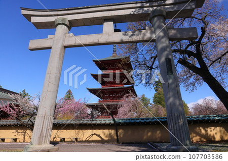 青森縣弘前市立土屋町、弘前八坂神社鳥居外著名賞櫻勝地金剛山最勝院的五層寶塔與垂襪櫻花 青森縣弘前市立土屋町、弘前八坂神社鳥居外著名賞櫻勝地金剛山最勝院的五層寶塔與垂襪櫻花 107703586