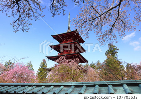青森縣弘前市土屋町,弘前八坂神社的櫻花名勝金剛山最勝院的五層寶塔和垂枝櫻花。 青森縣弘前市土屋町,弘前八坂神社的櫻花名勝金剛山最勝院的五層寶塔和垂枝櫻花。 107703632