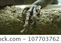 iguana claw 107703762