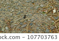 large ant 107703763