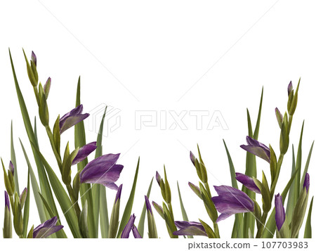 Watercolor gladioluses plant. Floral frame with violet flowers, buds and leaves Hand painted isolated illustration on white background. Botanical design for wedding, invitations and greeting cards Watercolor gladioluses plant. Floral frame with violet flowers, buds and leaves Hand painted isolated illustration on white background. Botanical design for wedding, invitations and greeting cards 107703983