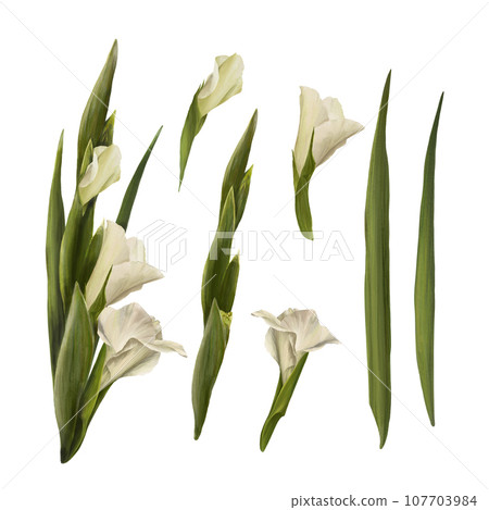 Watercolor gladioluses plant, hand drawn digital floral illustration, set of flowers, buds and leaves. Isolated on a white background for greeting, invitations, birthday cards, prints, flyer, stickers Watercolor gladioluses plant, hand drawn digital floral illustration, set of flowers, buds and leaves. Isolated on a white background for greeting, invitations, birthday cards, prints, flyer, stickers 107703984