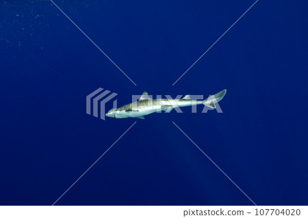 深海鯊魚 107704020