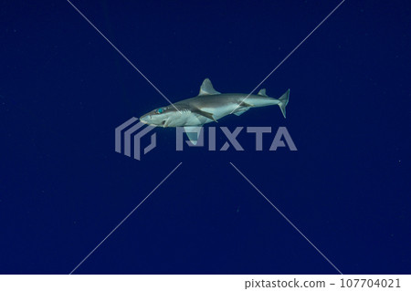 Deep sea shark 107704021