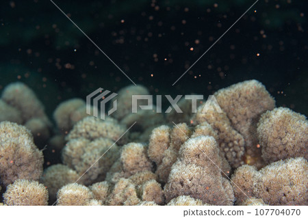 小笠原薊珊瑚產卵 107704070