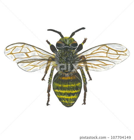 Watercolor illustration of a bee, top view. Isolated on a transparent background, hand drawn Watercolor illustration of a bee, top view. Isolated on a transparent background, hand drawn 107704149