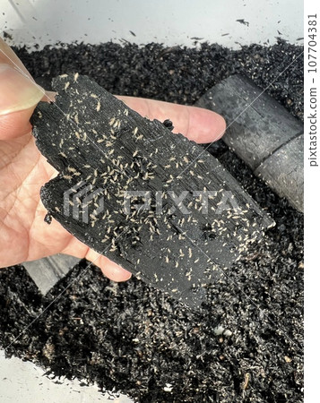 Ayatobimushi Ayatobimushi 107704381