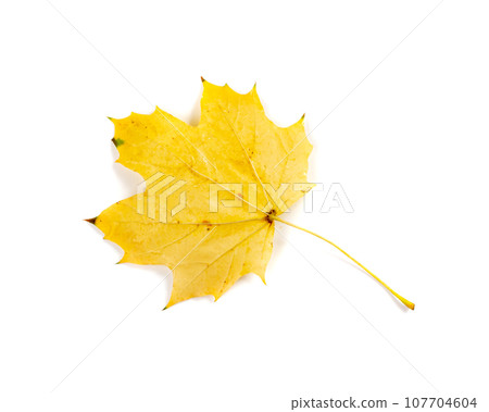Maple Leaf Isolated. Colored Autumn Tree Leaves 107704604