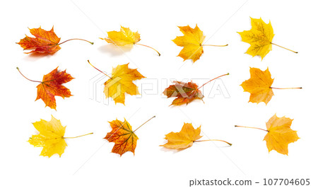 Maple Leaf Isolated. Colored Autumn Tree Leaves 107704605