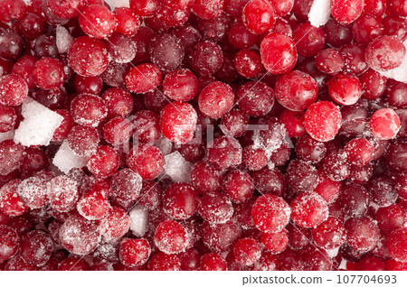 Frozen Lingonberry, Iced Cowberry, Snow Cranberry, Red Viburnum Berries, Frozen Lingonberry Frozen Lingonberry, Iced Cowberry, Snow Cranberry, Red Viburnum Berries, Frozen Lingonberry 107704693