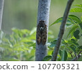 Cicadas stopping in trees 107705321