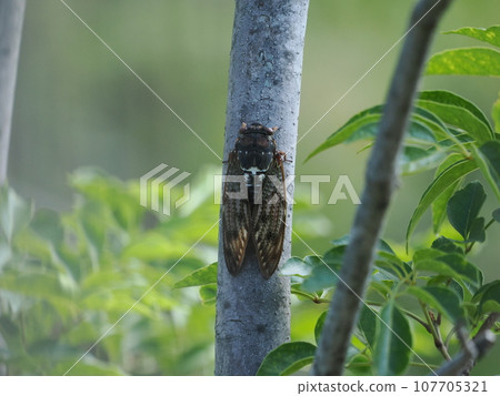 蟬停在樹上 蟬停在樹上 107705321