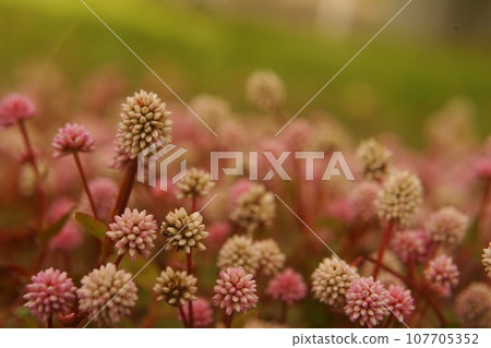 溝蕎麥麵 107705352