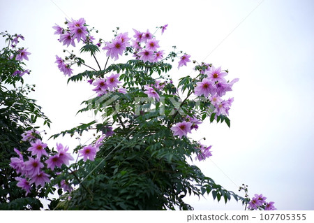 達利亞皇帝 107705355