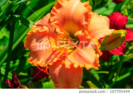 Beautiful daylily in the garden 107705444