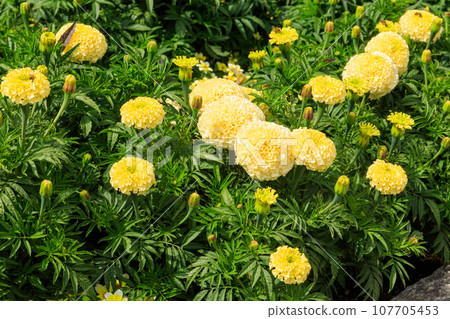 Yellow mexican marigold flowers (Tagetes erecta) in the garden Yellow mexican marigold flowers (Tagetes erecta) in the garden 107705453