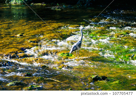 Grey heron (Ardea cinerea) in a river Grey heron (Ardea cinerea) in a river 107705477