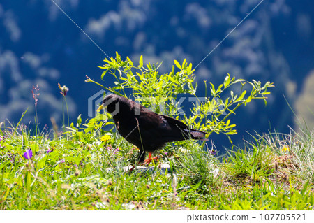 Alpine chough or yellow-billed chough (Pyrrhocorax graculus) in the mountain nature habitat in Alps, Switzerland Alpine chough or yellow-billed chough (Pyrrhocorax graculus) in the mountain nature habitat in Alps, Switzerland 107705521