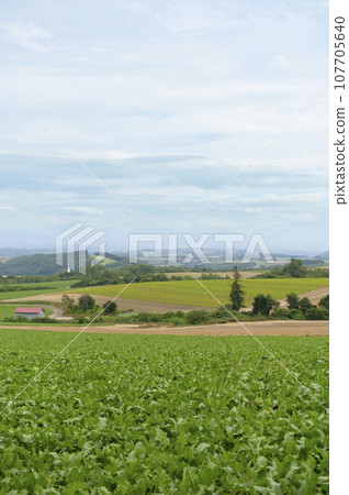 從北海道美瑛柏園公園眺望的景色 從北海道美瑛柏園公園眺望的景色 107705640