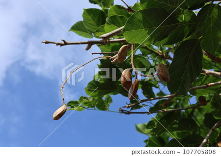 Kuroyona fruit and blue sky Kuroyona fruit and blue sky 107705808