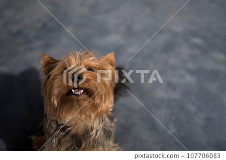 Portrait of a funny little York Terrier dog with empty space for an inscription Portrait of a funny little York Terrier dog with empty space for an inscription 107706083