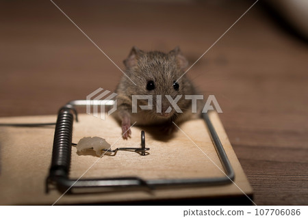 A gray mouse fell into a mousetrap and slammed A gray mouse fell into a mousetrap and slammed 107706086